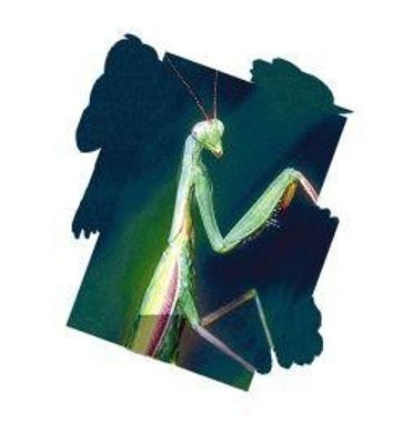 Praying mantis (bidsprinkhaan)