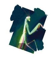 Praying mantis (bidsprinkhaan)