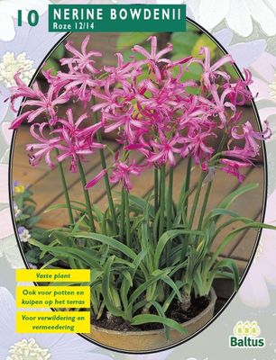 Bloembollen Nerine Bowdenii Roze per 5 Baltus - Baltus