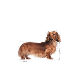 Royal Canin Dachshund Adult 12x85g Groente Volwassen 85 g