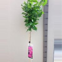 Hibiscus struik Woodbridge op stam - Stam 110 cm - 8 stuks - thumbnail