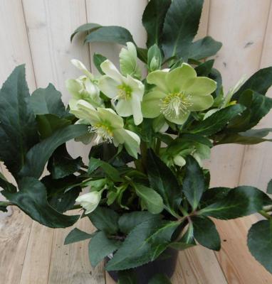 Kerstroos wit groot - Warentuin natuurlijk