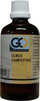 GO Ulmus campestris bio GO Ulmus campestris bio