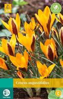Crocus angustifolius 12 bollen - Jub