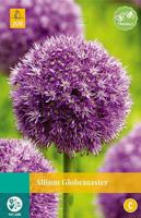Allium Globemaster 1 bol - Jub