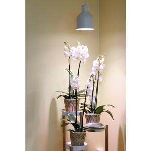 Venso Lampenscherm Saga 22 cm 230 V E27 18 W 1 stuk(s)