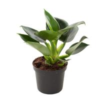 Philodendron Green Princess - P 9