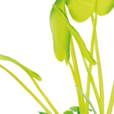 Sf art plant 25 cm echinodorus - Superfish