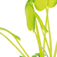 Sf art plant 25 cm echinodorus - Superfish