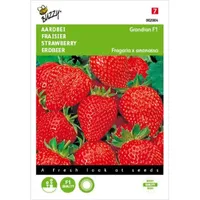 Aardbei Grandian F1 Aardbei Grandian F1