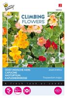 Flowering climbers tropaeolum jewel of africa - Buzzy Flowering climbers tropaeolum jewel of africa - Buzzy