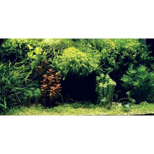 Aquatic Nature Foto Achterwand Symphony 120 x 50