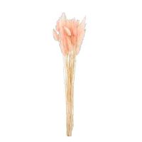 Droogbloemen Lagurus - roze - 45 cm - Leen Bakker - thumbnail