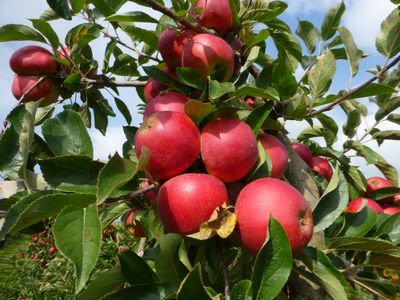 Dikke appelboom &apos;Elstar&apos; karakterstruik