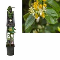 Lonicera henryi 'Copper Beauty' PBR L - kamperfoelie