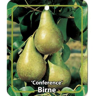 Pyrus Communis Birne Conference - Oosterik home