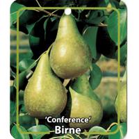Pyrus Communis Birne Conference - Oosterik home
