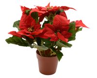 Poinsettia zijde pot d16h27 cm kerstrood - Decoris