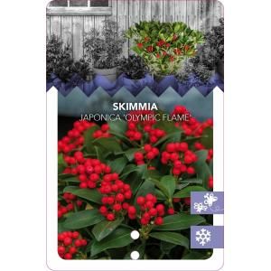 Skimmia (Skimmia Japonica “Olympic Flame”) heester - 20-25 cm (C2) - 6 stuks