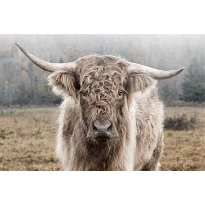 Glasschilderij Hooglander in de natuur