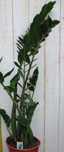 Kamerplant Zamioculcas 100 cm - Warentuin natuurlijk
