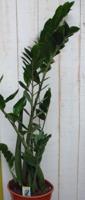 Kamerplant Zamioculcas 100 cm - Warentuin natuurlijk