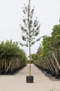 Meelbes Sorbus aria Magnifica h 250 cm st. omtrek 8 cm - Warentuin Natuurlijk