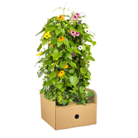 Thunbergia alata Sunny Susy Mix Ø13 cm - ↕60 cm