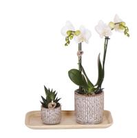 Kolibri Orchids | Plantenset Untamed Nature small | Groene planten met Phalaenopsis orchidee in Jaguar sierpotten en bamboe dienblad Kolibri Orchids | Plantenset Untamed Nature small | Groene planten met Phalaenopsis orchidee in Jaguar sierpotten en bamboe dienblad