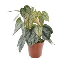 Philodendron Brandtianum - 30 cm - ø12