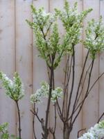 Sering Syringa vulgaris Wit 100 cm Warentuin Natuurlijk - Warentuin natuurlijk