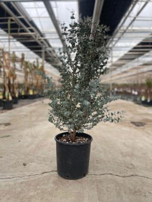 Eucalyptus gunnii Azura 10 liter pot - Oosterik home