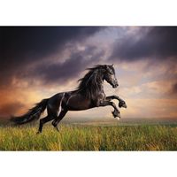 Dieren kinderkamer poster galopperende zwarte hengst / paard 84 x 59 cm   -