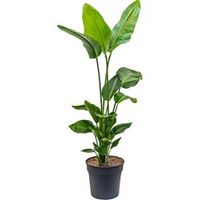 Strelitzia nicolai P kamerplant - thumbnail