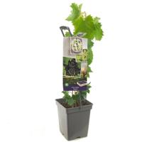 Blauwe druif Vitis Regent struik