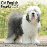 Old English Sheepdog Kalender 2026