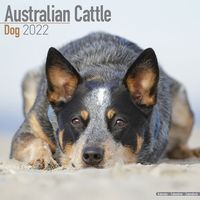 Kalender 2025 Australian Cattle Dog