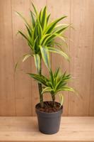 Drakenbloedboom Dracaena Fragrans Lemon Lime/Geel-groen H60-80 cm potmaat 19 cm 2 stammen kamerplant Warentuin Natuurlijk - Warentuin natuurlijk