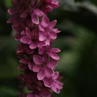 Eremurus Kunsttak 110cm Paars
