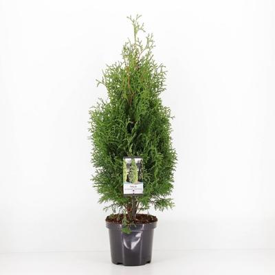 Thuja occidentalis holmstrup - Warentuin natuurlijk