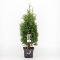 Thuja occidentalis holmstrup - Warentuin natuurlijk