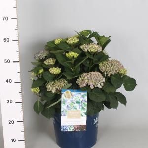 Hydrangea Macrophylla "Magical Revolution Blue"® boerenhortensia - 40-50 cm - 1 stuks