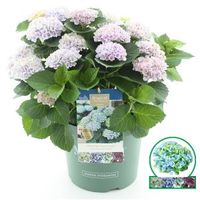 Hydrangea Macrophylla "Magical Revolution Blue"® boerenhortensia - 40-50 cm - 1 stuks - thumbnail