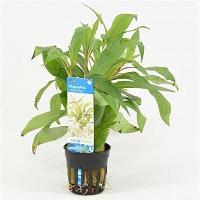 Hygrophila salicifolia - 6 stuks - aquarium plant