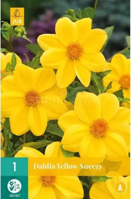 Bloembollen Dahlia Sneezy Yellow 1st