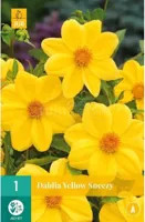 Bloembollen Dahlia Sneezy Yellow 1st