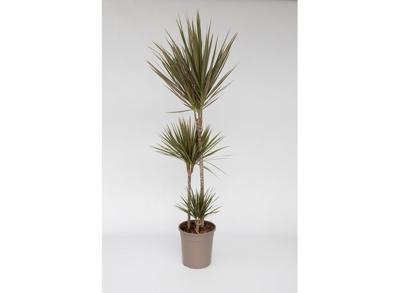 XL Dracaena 'Bicolor' dragon tree