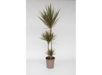XL Dracaena 'Bicolor' dragon tree