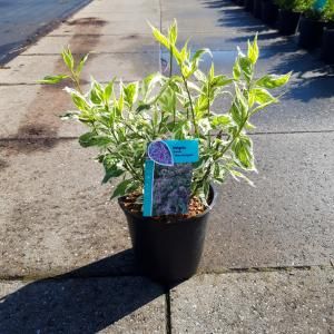 Weigela Florida struik Nana Variegata - 60 - 80 cm - 5 stuks