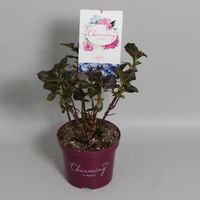 Hydrangea Macrophylla "Charming® Alice Blue"® boerenhortensia - 25-30 cm - 1 stuks